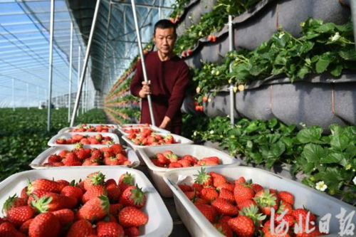 秦皇岛 打造京津特色农产品供应基地